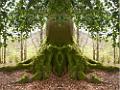 l'arbre .photomontage